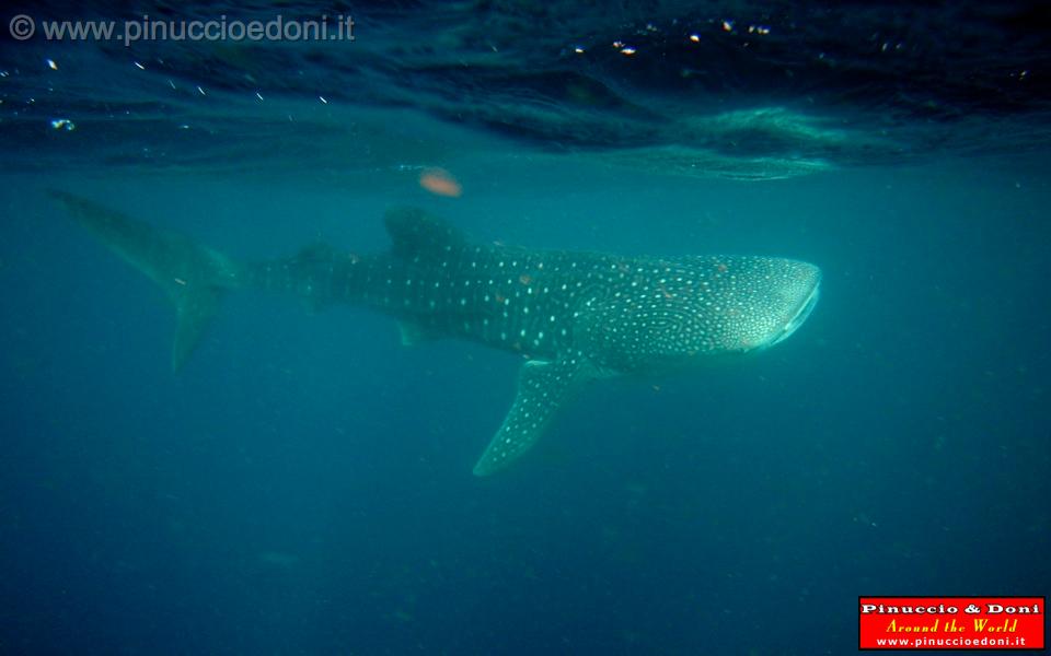 Djibouti - Whale Shark in Djibouti - 27.jpg